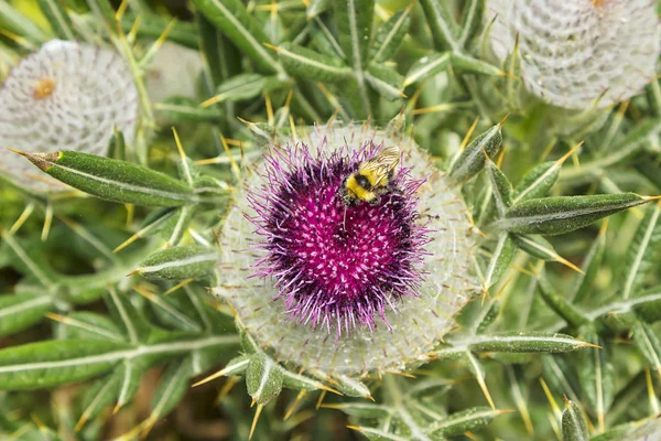 Honey Bee Eating Thistle Flower — Stock Photo, Image