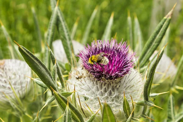 Ett Honungsbi Som Äter Från Tistelblomma — Stockfoto