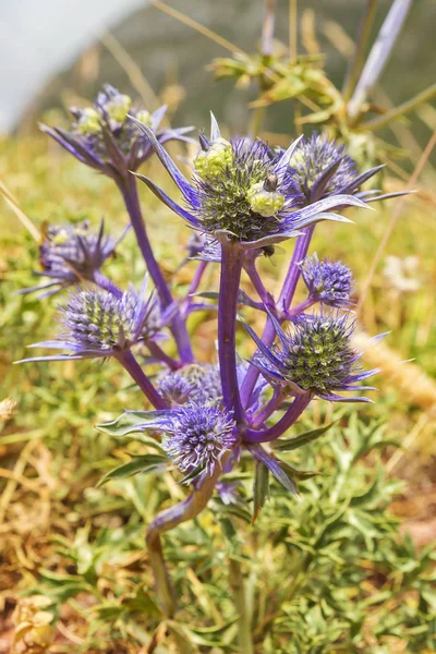 Ett Honungsbi Som Äter Från Tistelblomma — Stockfoto