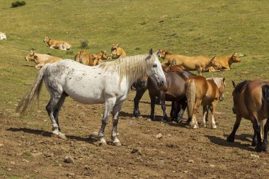 Somiedo, Asturias dağlarında otlayan çiftlik hayvanlarının görüntüsü.