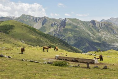 Somiedo, Asturias dağlarında otlayan çiftlik hayvanlarının görüntüsü.