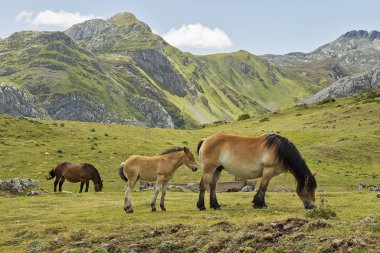 Somiedo, Asturias dağlarında otlayan çiftlik hayvanlarının görüntüsü.