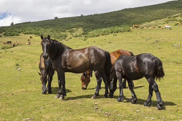 Una Escena Animales Granja Pastando Las Montañas Somiedo Asturias Imagen de archivo