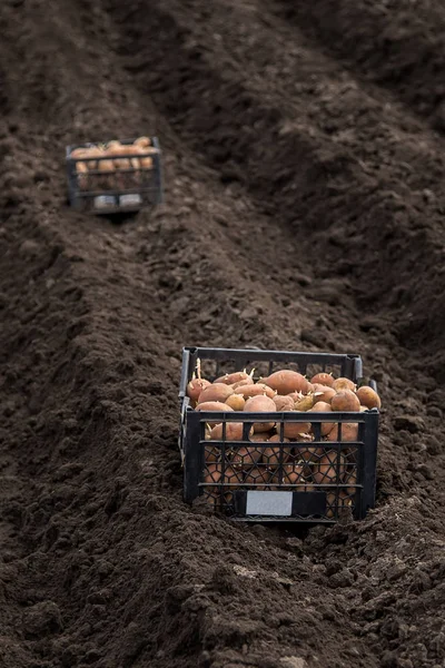 Посадка картошки на его земле в деревне — стоковое фото