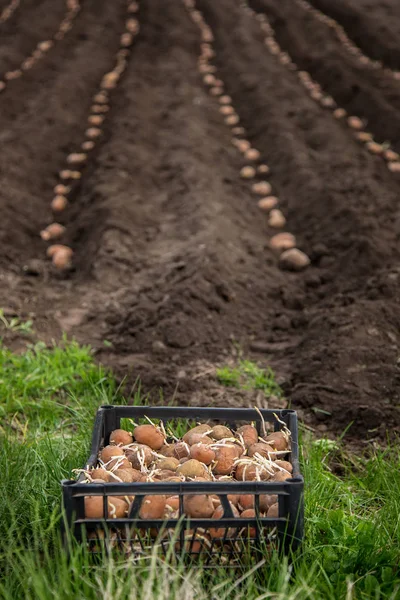 Свежий картофель в деревянной коробке на земле — стоковое фото