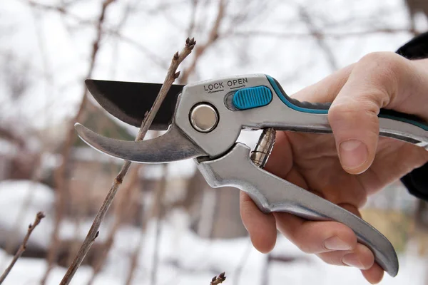 Pruning trees and shrubs