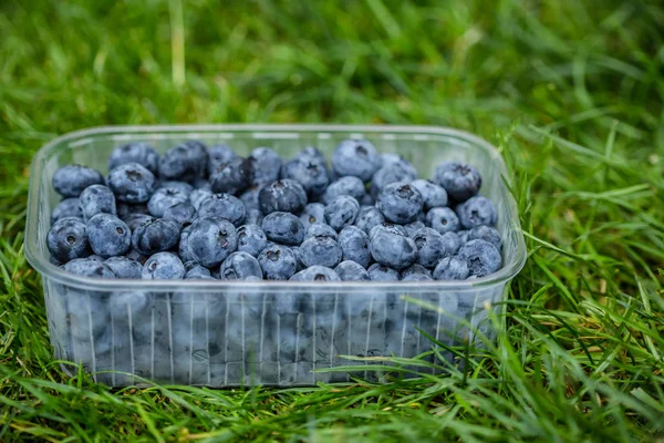 blueberry in plastic packing