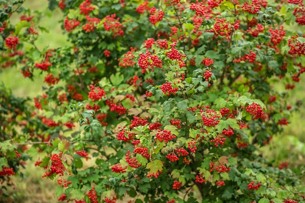 Arbusto rojo Viburnum —  Fotos de Stock