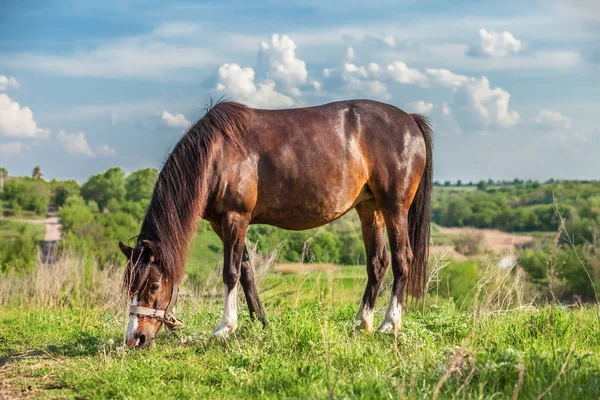 Hermoso caballo rojo en un campo de verano — Foto de Stock