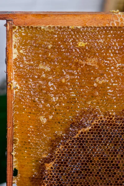 L'apiculteur vérifie le cadre en nid d'abeille — Photo