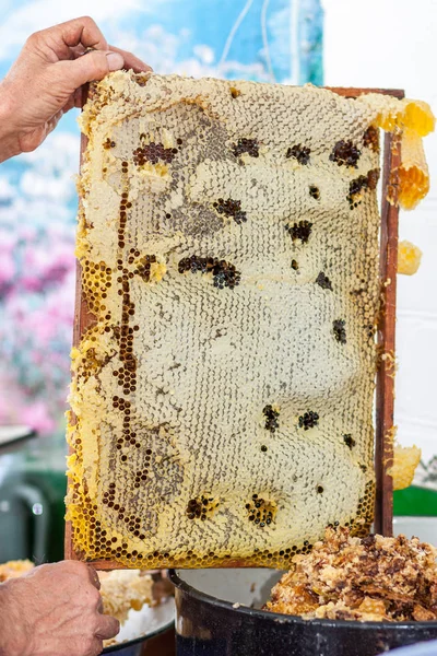Pszczelarz sprawdzanie ramki o strukturze plastra miodu — Zdjęcie stockowe
