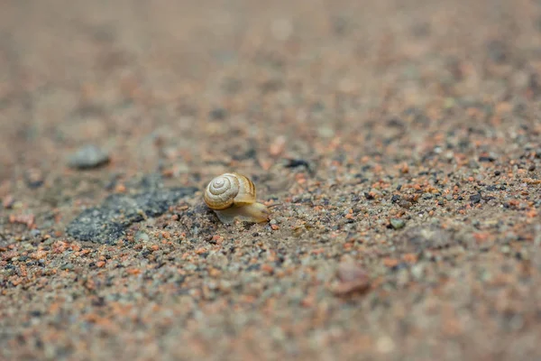 Caracol sobre arena — Foto de Stock