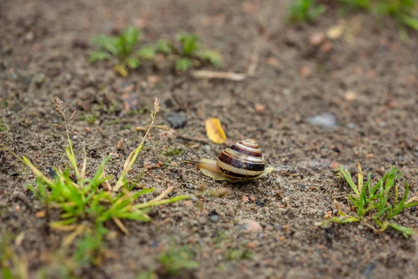 Schnecke auf Sand — Stockfoto