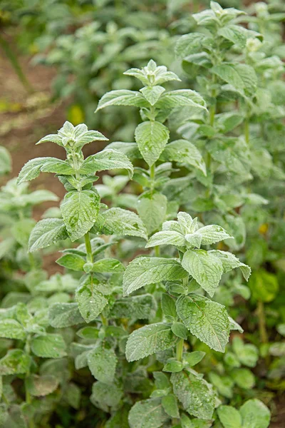mint plant growing in the garden