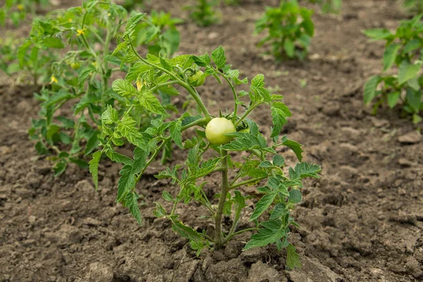 Групувати зелені помідори на стеблі — стокове фото