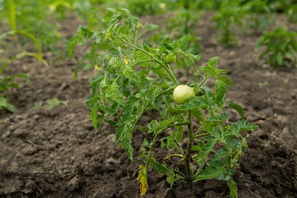 Group green tomatoes on the stem — Stock Photo, Image