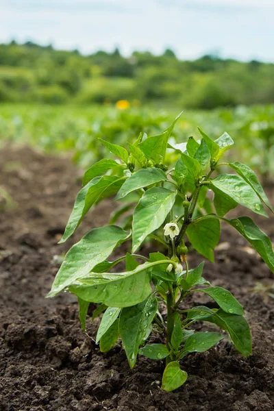 Zielona papryka rosnąca w ogrodzie — Zdjęcie stockowe