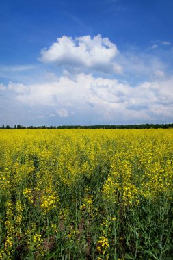 Sarı kolza tohumu alan ve mavi gökyüzü bulutlu