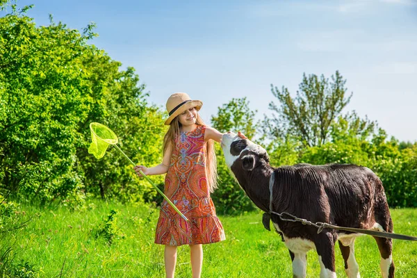 Little girl is stroking a calf in a field. — Stock Photo, Image