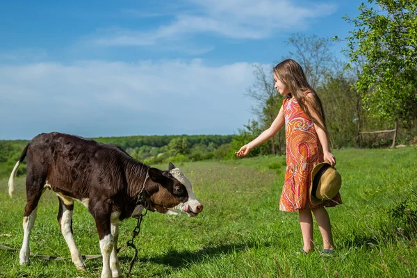 Niña está acariciando un ternero en un campo . — Foto de Stock