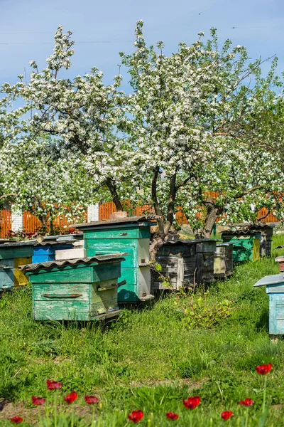 Apiary in apple orchard — Stock Photo, Image