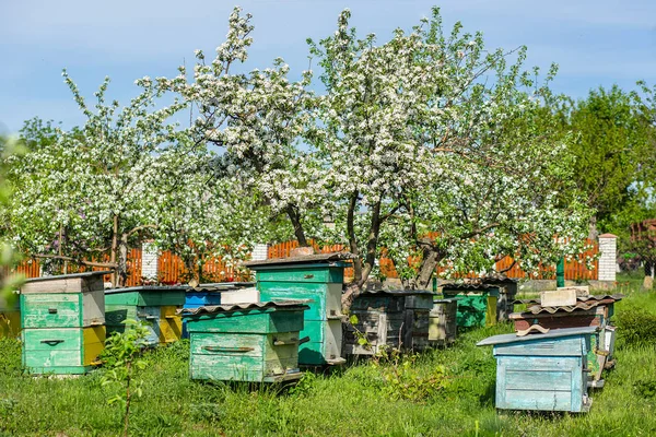 Apiary in apple orchard — Stock Photo, Image