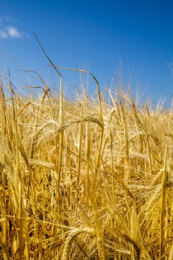 Gökyüzüne karşı buğday tarlası