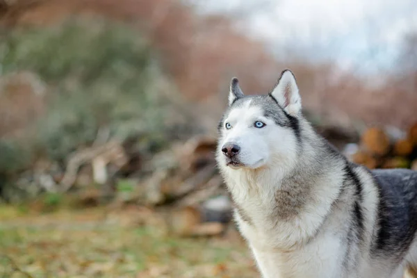 Close up retrato de um bonito, engraçado e feliz cão husky siberiano com os olhos abertos sentados  . — Fotografia de Stock