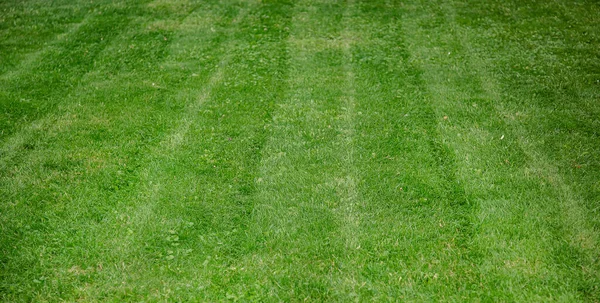Cortando um gramado de jardim doméstico com saco preto de grampos de grama . — Fotografia de Stock