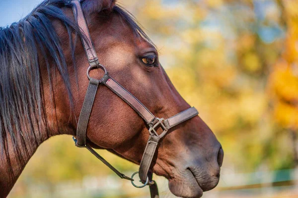 Hermoso caballo agraciado, primer plano retrato de cerca. Caballo en la granja . — Foto de Stock