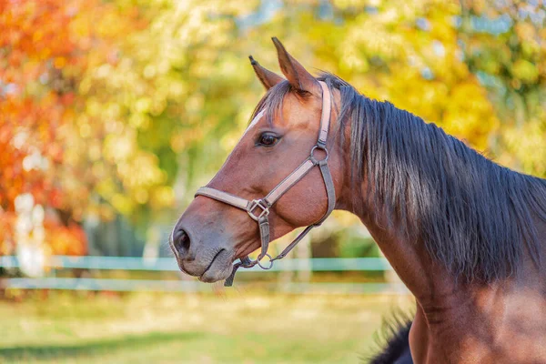 Hermoso caballo agraciado, primer plano retrato de cerca. Caballo en la granja . — Foto de Stock