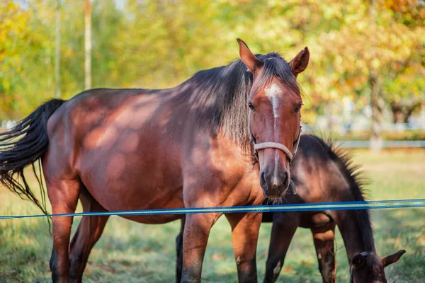 Caballo madre y su potro pequeño, primer plano retrato . — Foto de Stock