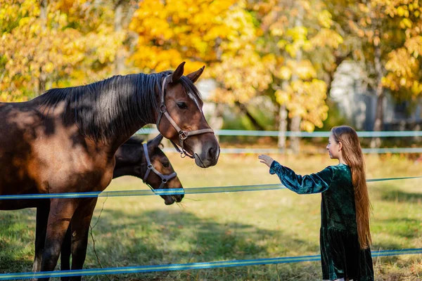 Chica feliz acariciando un caballo, de pie cerca de la cerca en el establo . — Foto de Stock