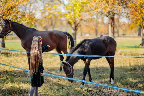 Chica feliz acariciando un caballo, de pie cerca de la cerca en el establo . — Foto de Stock