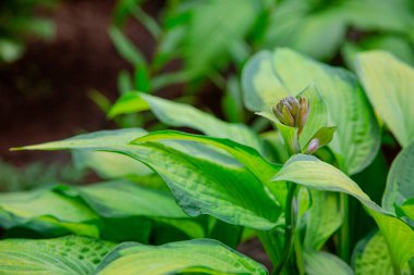 Lush foliage of decorative plant Hosta Funkia. Natural green background. Beautiful plant host in the flowerbed in the garden.