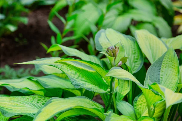 Lush foliage of decorative plant Hosta Funkia. Natural green background. Beautiful plant host in the flowerbed in the garden.