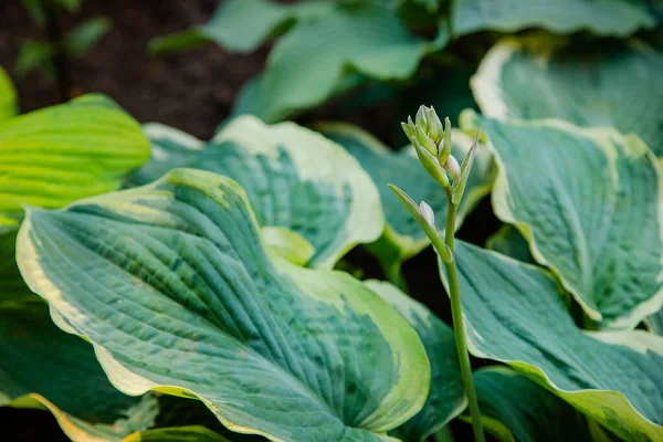 Lush foliage of decorative plant Hosta Funkia. Natural green background. Beautiful plant host in the flowerbed in the garden.