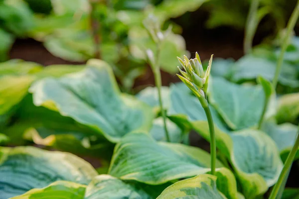 Lush foliage of decorative plant Hosta Funkia. Natural green background. Beautiful plant host in the flowerbed in the garden.
