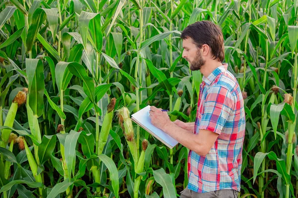 Rolnik sprawdza rośliny na swojej farmie. Koncepcja Agribusiness, inżynier rolnictwa stojący na polu kukurydzy z tabletem, pisze informacje. — Zdjęcie stockowe