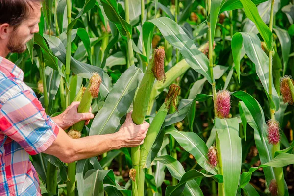 Férfi farmer ellenőrzi a farmján lévő üzemeket. Agribusiness koncepció, mezőgazdasági mérnök áll a kukoricamezőn egy táblával, írja információkat. — Stock Fotó