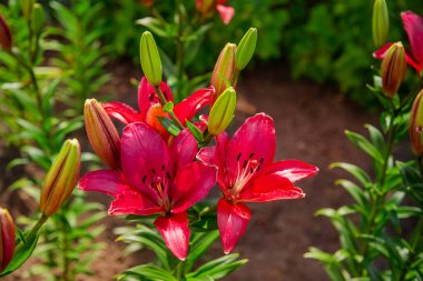 Zambaklar bahçede çiçek açar, çiçekçilik yaz bahçesinde bir hobi olarak. Bahçe, çiçekçilik ve manzara tasarımı kavramı.
