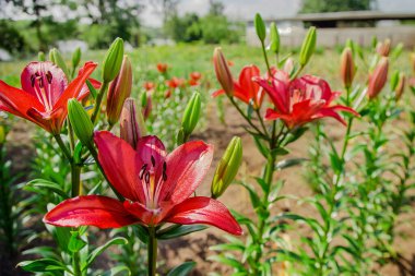 Zambaklar bahçede çiçek açar, çiçekçilik yaz bahçesinde bir hobi olarak. Bahçe, çiçekçilik ve manzara tasarımı kavramı.