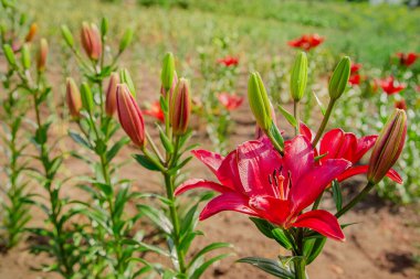 Zambaklar bahçede çiçek açar, çiçekçilik yaz bahçesinde bir hobi olarak. Bahçe, çiçekçilik ve manzara tasarımı kavramı.