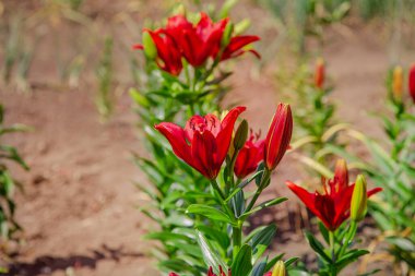 Zambaklar bahçede çiçek açar, çiçekçilik yaz bahçesinde bir hobi olarak. Bahçe, çiçekçilik ve manzara tasarımı kavramı.
