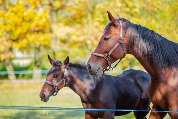 Caballo madre y su potro pequeño, primer plano retrato . — Foto de Stock