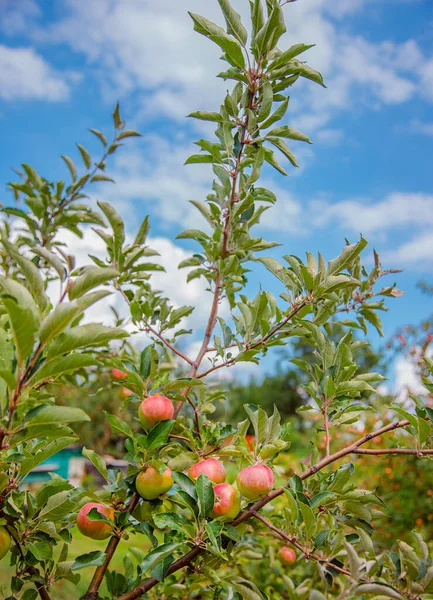 Красные спелые яблоки на дереве. Выращивание органических фруктов на ферме . — стоковое фото