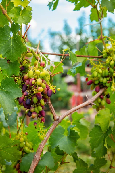 Зеленые молодые гроздья винограда на лозе. Начало летнего крупного плана винограда, растущего на виноградниках в винограднике . — стоковое фото