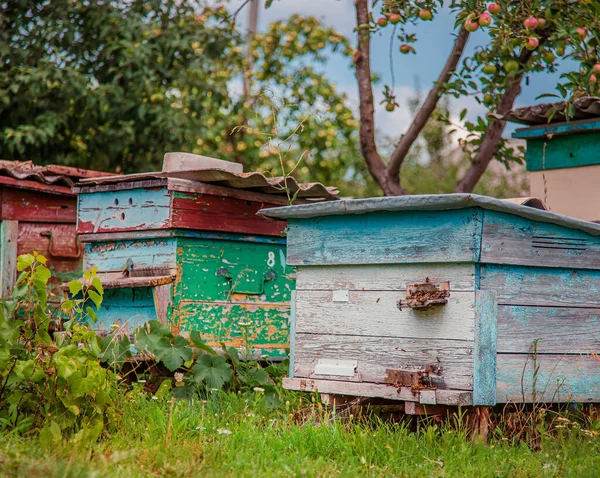 Groupe de ruches en bois dans le jardin . — Photo