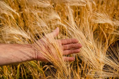 Çiftçi elleriyle olgunlaşmamış buğday dikenlerini kontrol eder. Mavi gökyüzüne ve beyaz bulutlara karşı buğday tarlasında yakın dikenler.