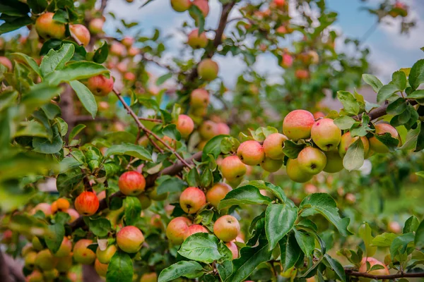Красные спелые яблоки на дереве. Выращивание органических фруктов на ферме . — стоковое фото
